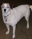 Lucy - Top Dog | McGrath’s Service Center